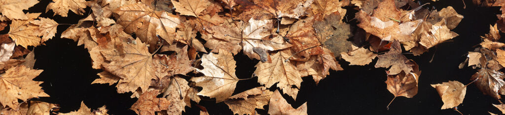 Feuilles d'automne